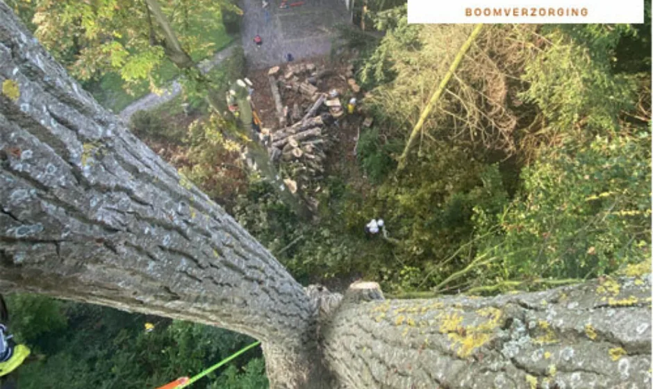 Elenbaas boomverzorging portfolio vierkant webburo spring