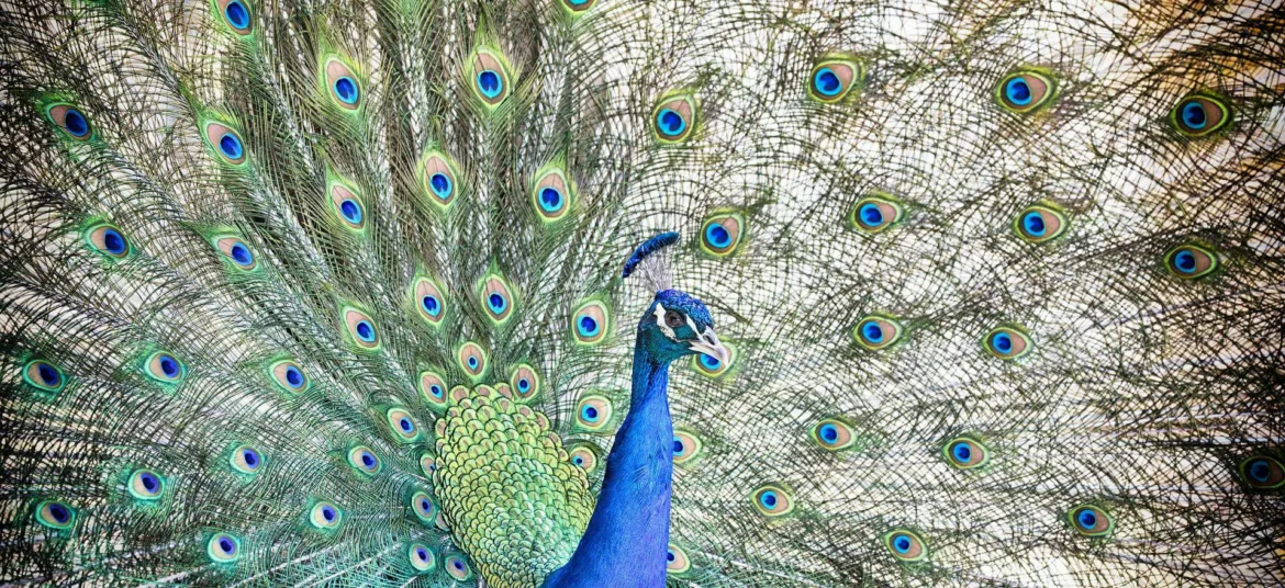 Trots als een pauw van Webburo Spring BV