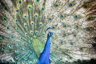 Trots als een pauw van Webburo Spring BV