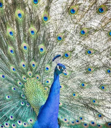 Trots als een pauw van Webburo Spring BV