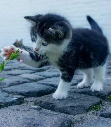 Houd je afbeeldingen zo klein mogelijk Webburo Spring BV