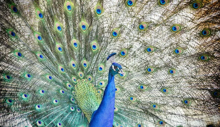 De afbeelding voor de blog Trots als een pauw van Webburo Spring BV